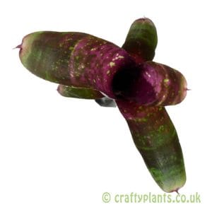Neoregelia 'Klingon'
