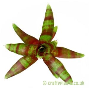 Neoregelia 'Lambert's Pride'