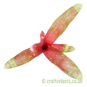 Neoregelia 'Rio Grande'