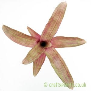 Neoregelia 'Rosea Lineata' x 'Fancy Free'
