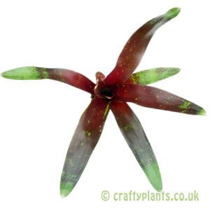 Neoregelia 'Royal Burgundy'