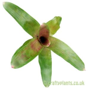Neoregelia 'Spring Song'