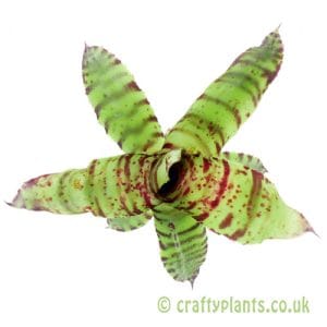 Neoregelia 'Tibbit'