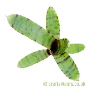 Neoregelia ampullacea var. Tigrina