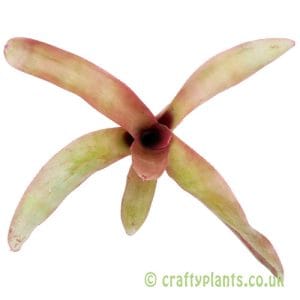Neoregelia farinosa