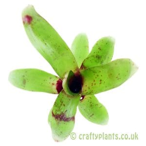 Neoregelia 'Narciss'