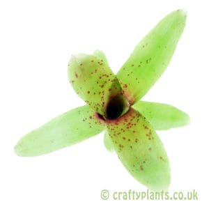Neoregelia 'Narciss'