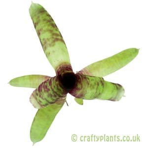 Neoregelia smithii